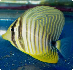 Cá Chim Dù - Sailfin Tang
