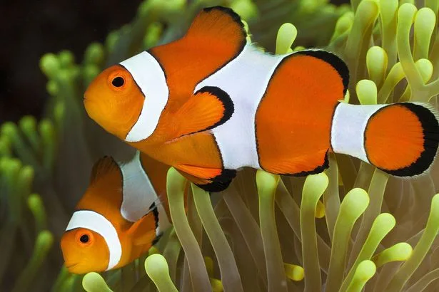 Cá Nemo cam - Ocellaris Clownfish, Captive-Bred - hình 3