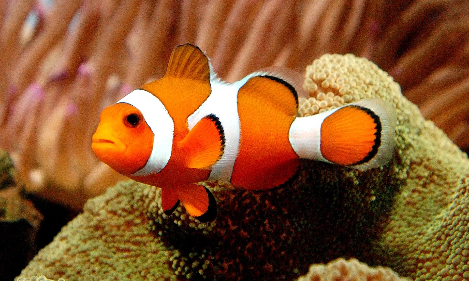 Cá Nemo cam - Ocellaris Clownfish, Captive-Bred