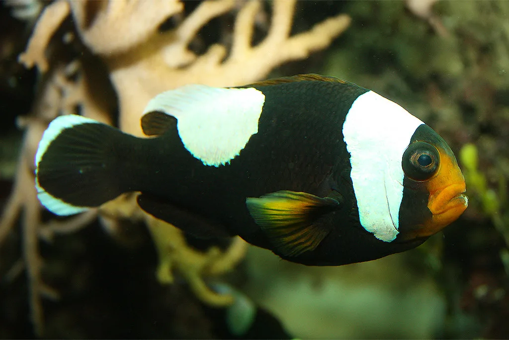Cá Hề Ông Táo - Saddleback Clownfish, Captive-Bred