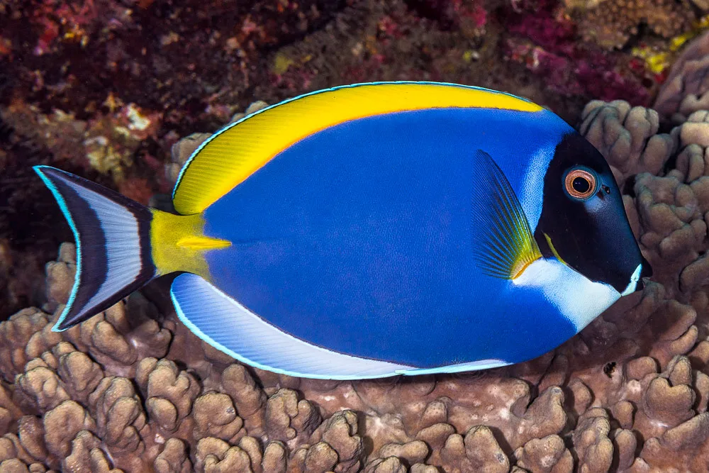 40433849510_ee8bd24bb5_b Cá Nẻ Nhật - Powder Blue Tang - hình 3