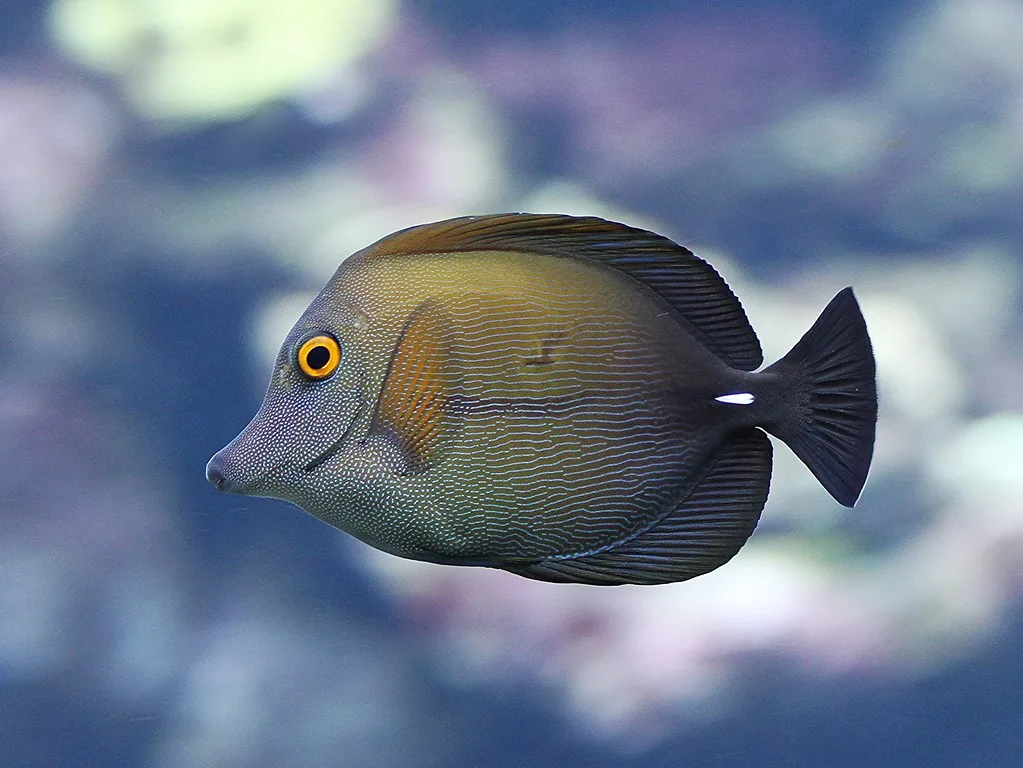 41504580501_a8a6893db6_b Cá xì bích - Scopas Tang - hình 2