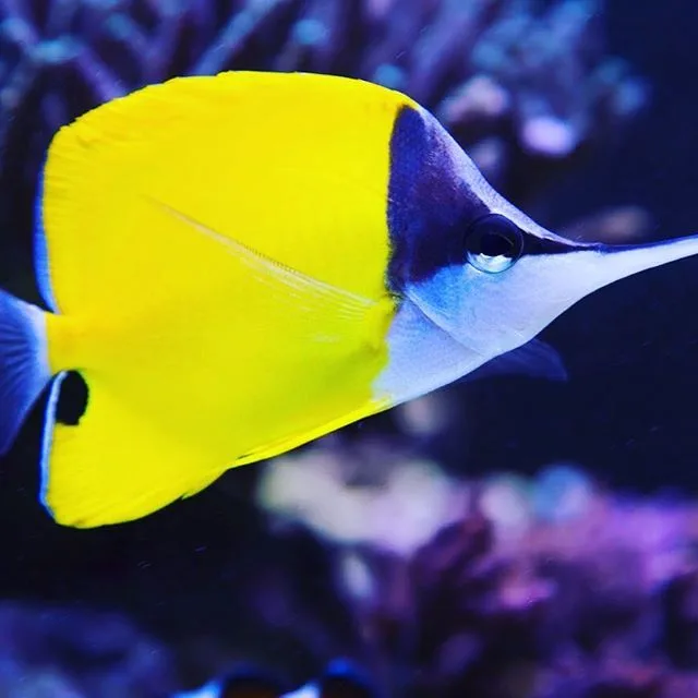 644bef8aaae5764d72308824946c8ac5 Cá Chim Sâu - Yellow Longnose Butterflyfish