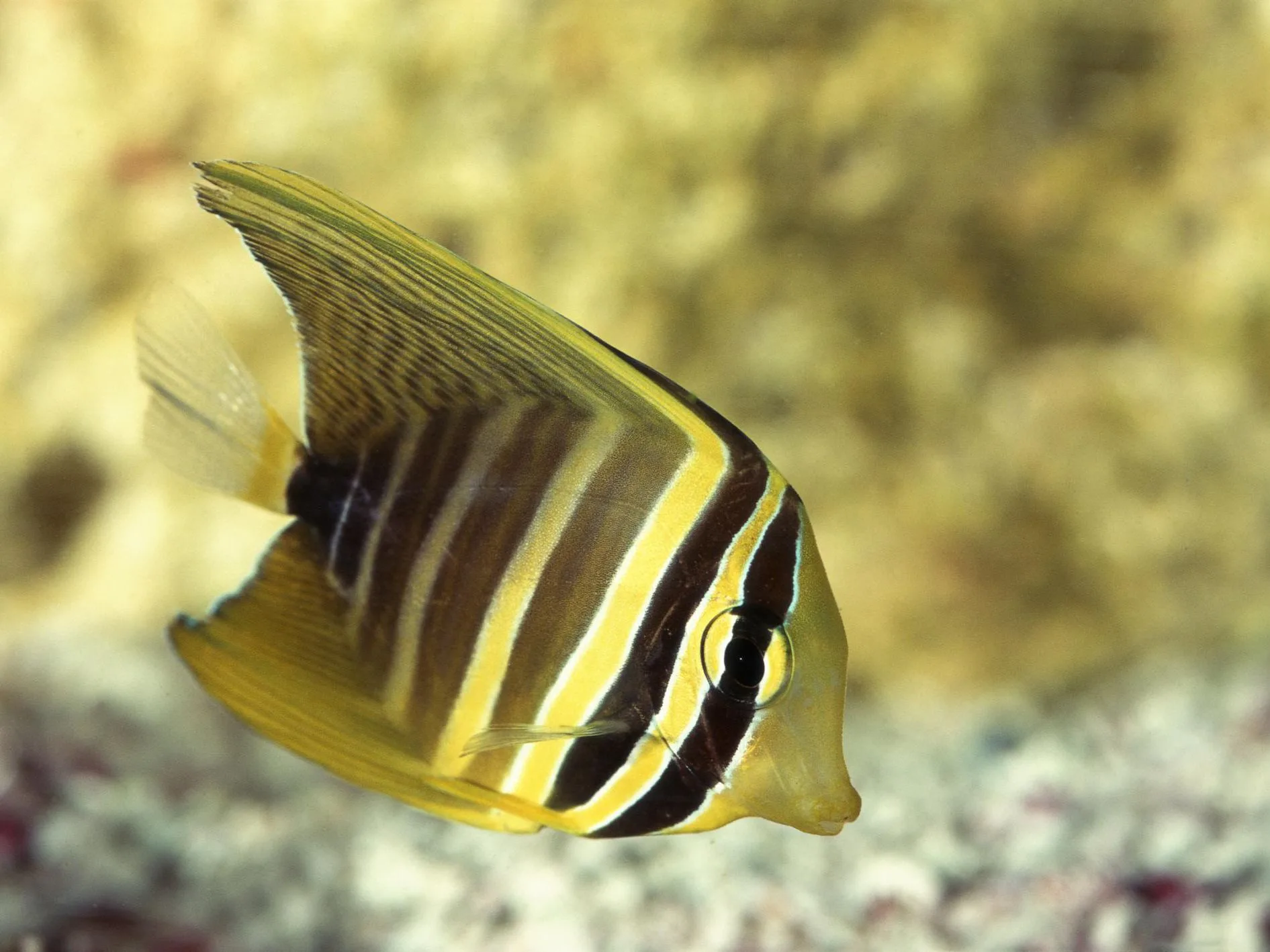Cá Chim Dù - Sailfin Tang - hình 3