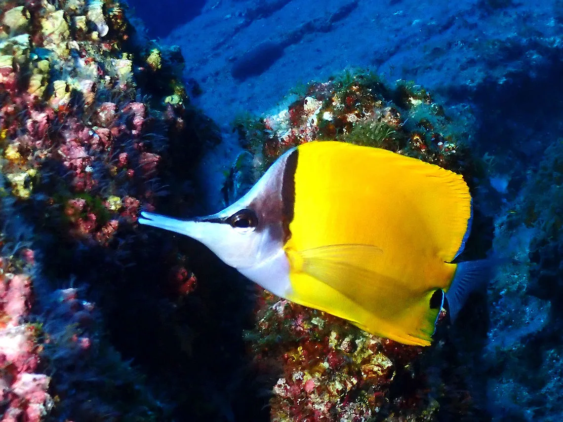 77931_medium Cá Chim Sâu - Yellow Longnose Butterflyfish - hình 2