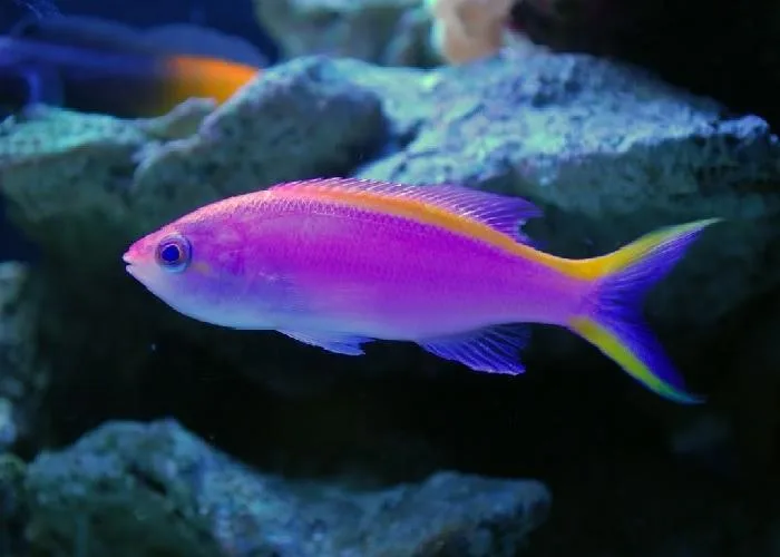 ANTHIAS_PURPLE_QUEEN Cá Thia Tím - Purple Anthias