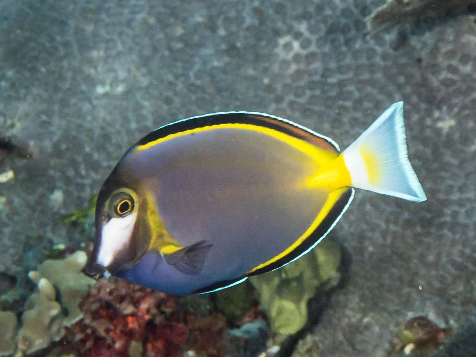 Cá nẻ điện - Powder Brown Tang