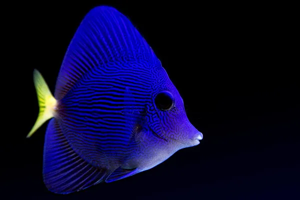 Cá Tang Tím - Purple Tang - hình 3
