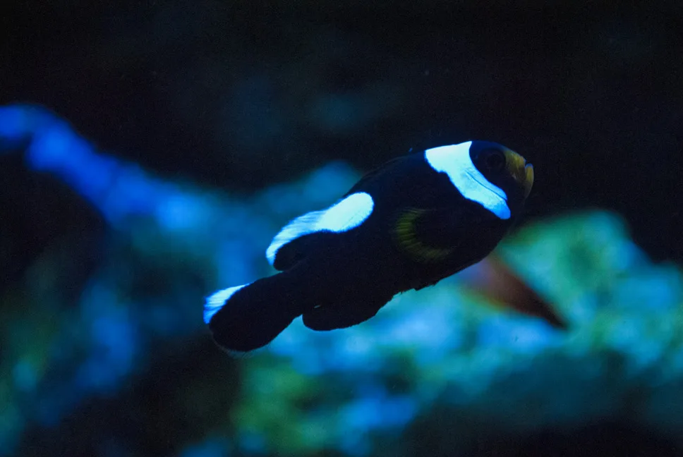 Cá Hề Ông Táo - Saddleback Clownfish, Captive-Bred - hình 2