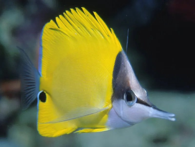 Forceps_Fish_Forcipiger_flavissimus.width-800.5e72865 Cá Chim Sâu - Yellow Longnose Butterflyfish - hình 3