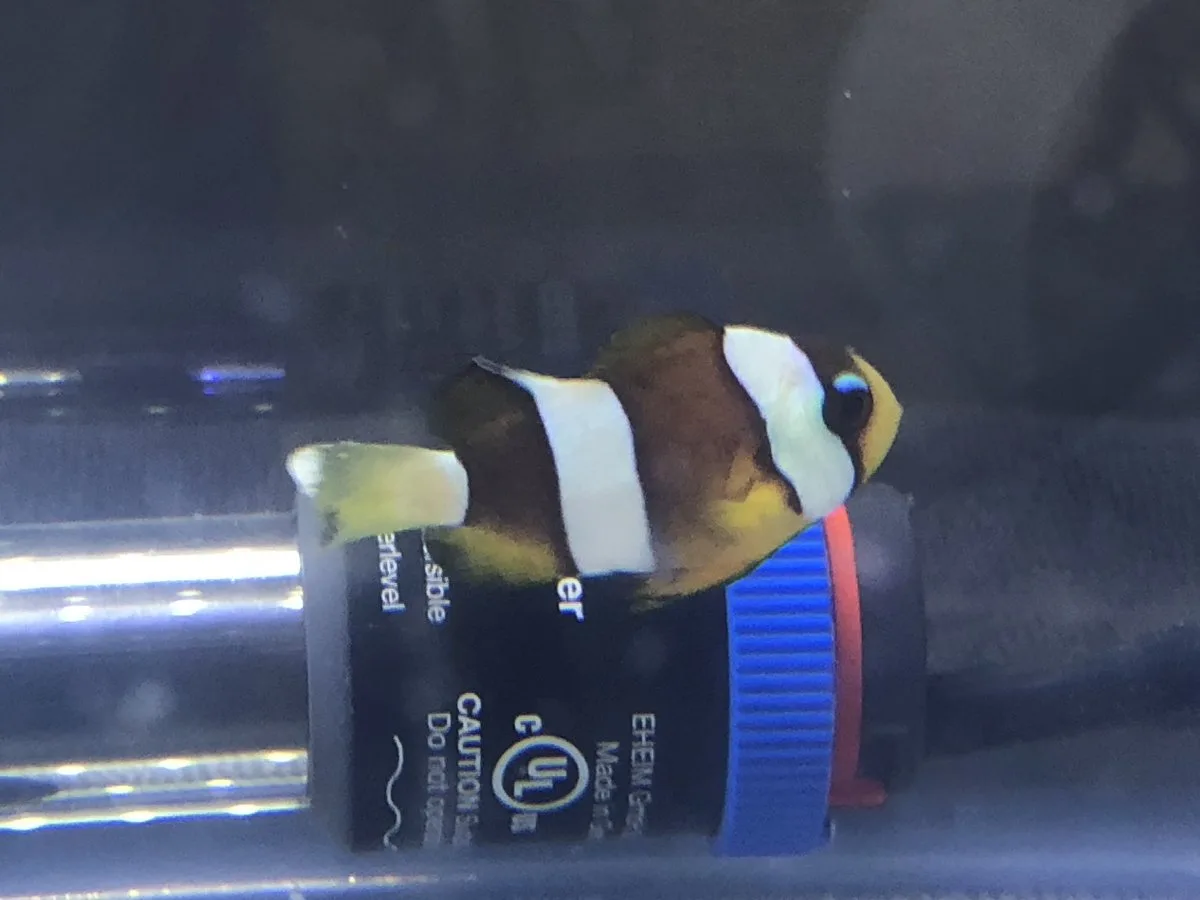Cá Khoang Cổ - Pearl Eye Clarkii Clownfish, Captive-Bred