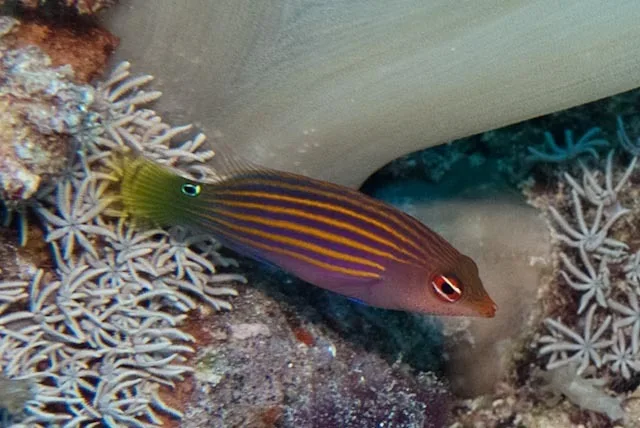 Cá Mó sáu vạch - Six Line Wrasse