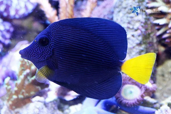 Cá Tang Tím - Purple Tang