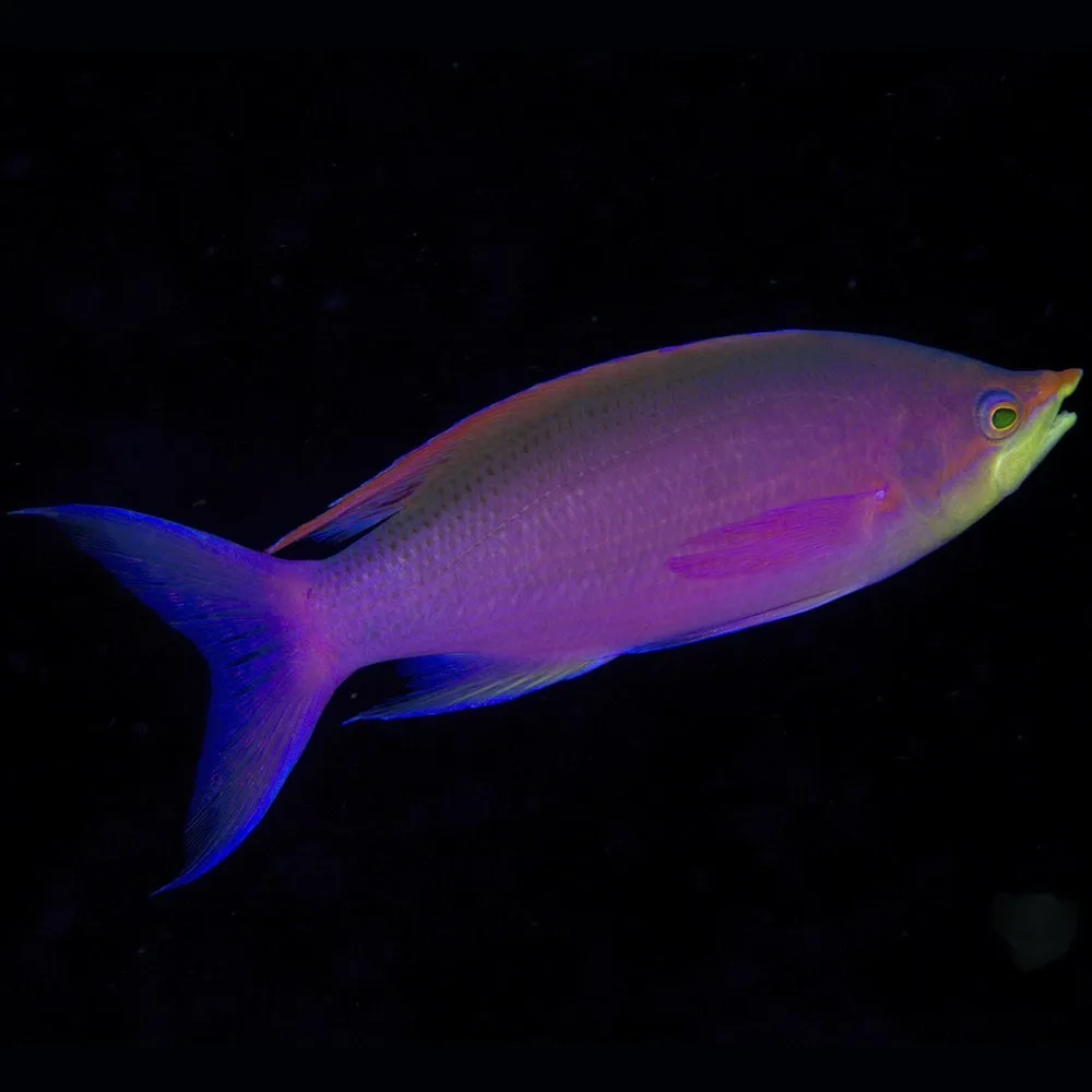 PurpleQueenAnthiasFemale Cá Thia Tím - Purple Anthias - hình 6