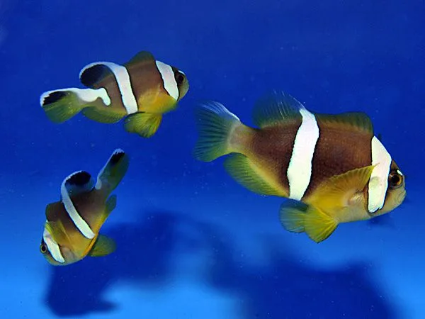 Cá Khoang Cổ - Pearl Eye Clarkii Clownfish, Captive-Bred - hình 2