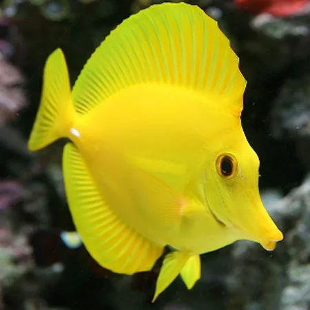 Cá tang vàng - Yellow Tang