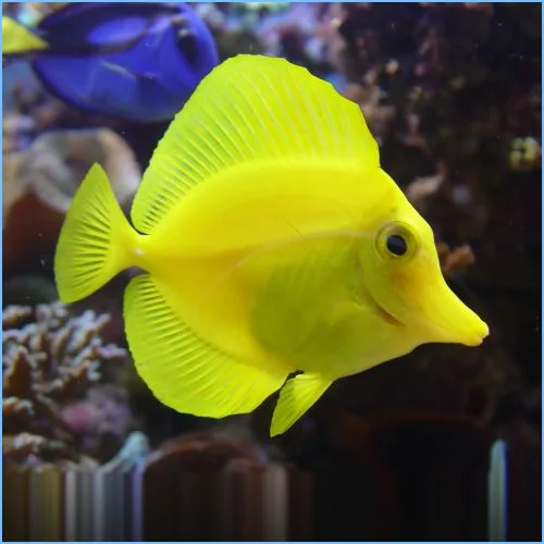 Cá tang vàng - Yellow Tang - hình 2