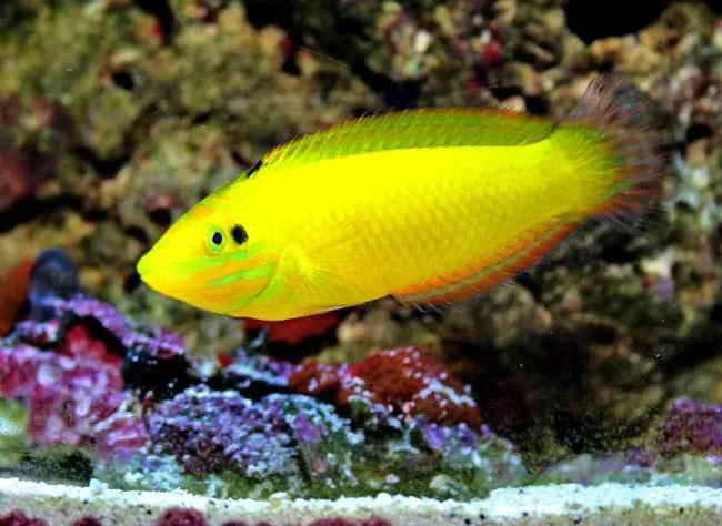 Yellow_Coris_Wrasse-1 Cá mó chuối nước mặn - Yellow Wrasse (mó vàng)