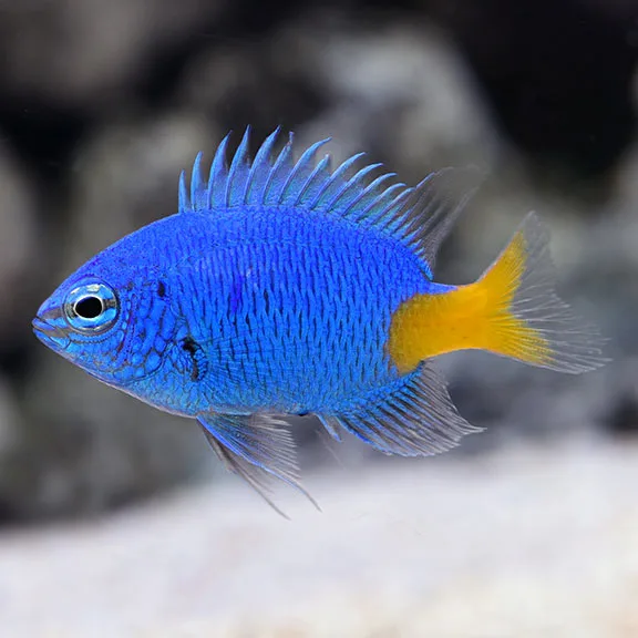 Cá Thia xanh đuôi vàng - Yellowtail Damselfish
