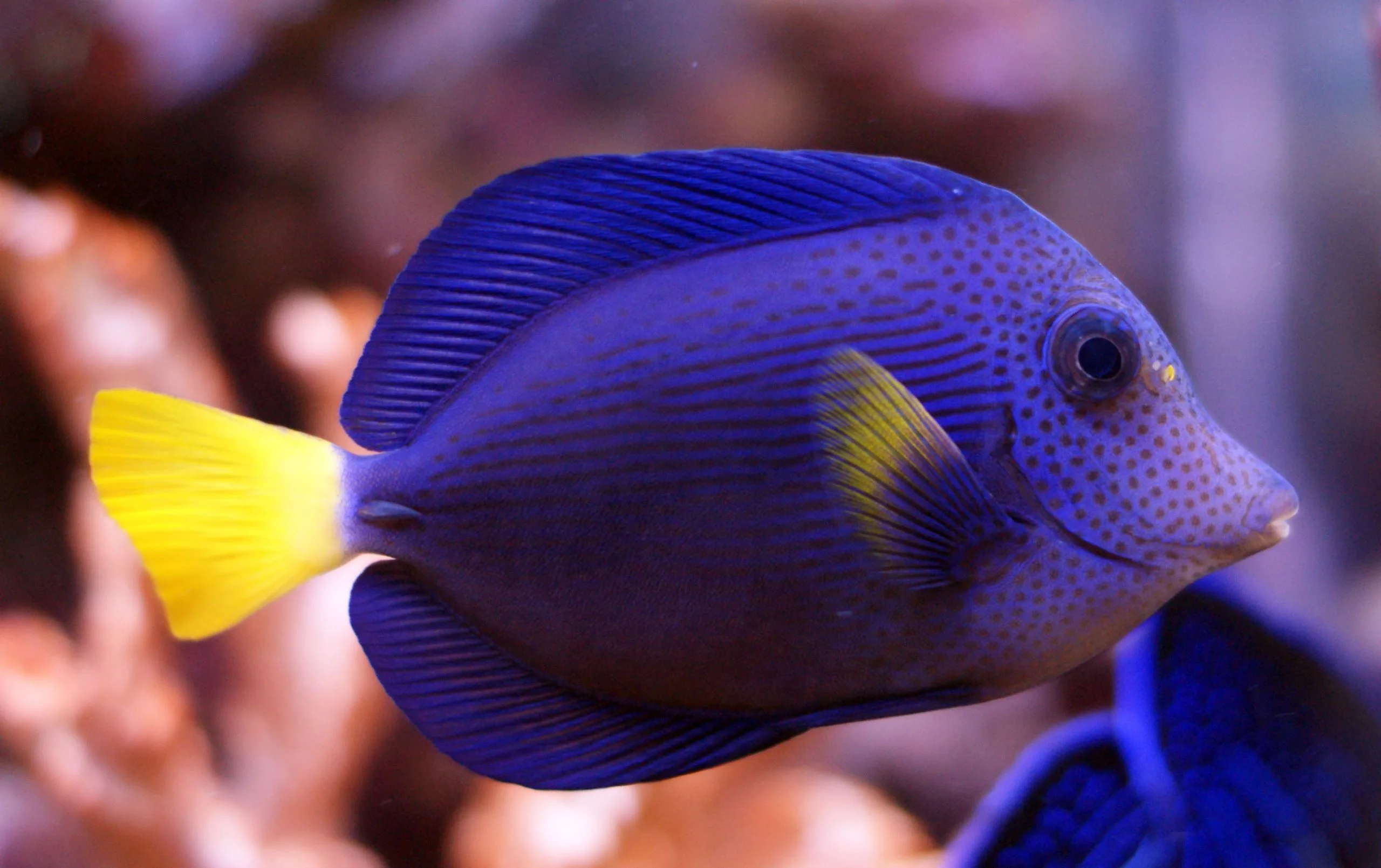 Cá Tang Tím - Purple Tang - hình 2