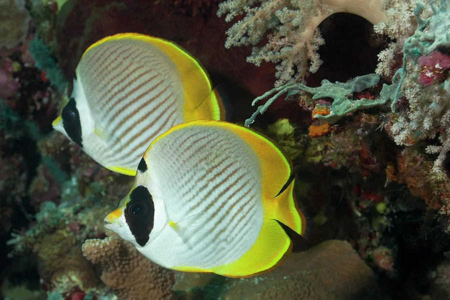 a-pair-of-panda-butterflyfish-jeff-hunter Cá đào gấu trúc - Panda Butterflyfish - hình 2