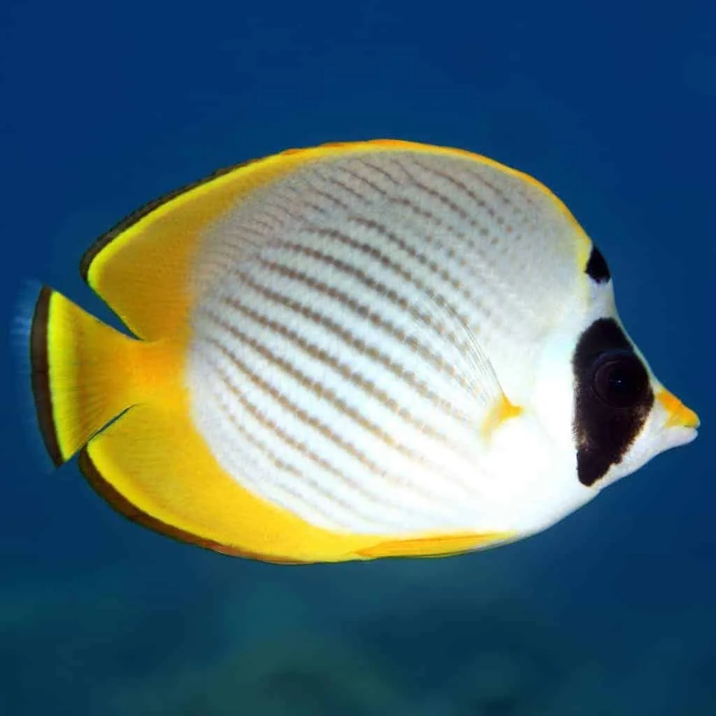 a64ad025bb518f2c9ab773da0891cb6f Cá đào gấu trúc - Panda Butterflyfish