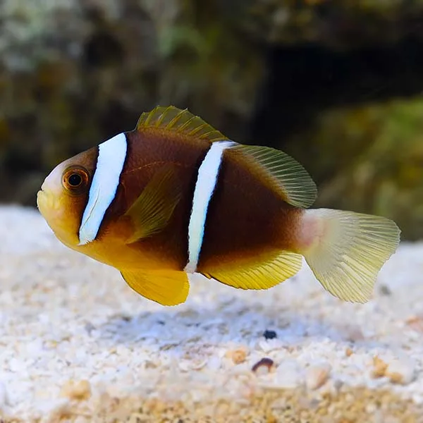 Cá Khoang Cổ - Pearl Eye Clarkii Clownfish, Captive-Bred - hình 3