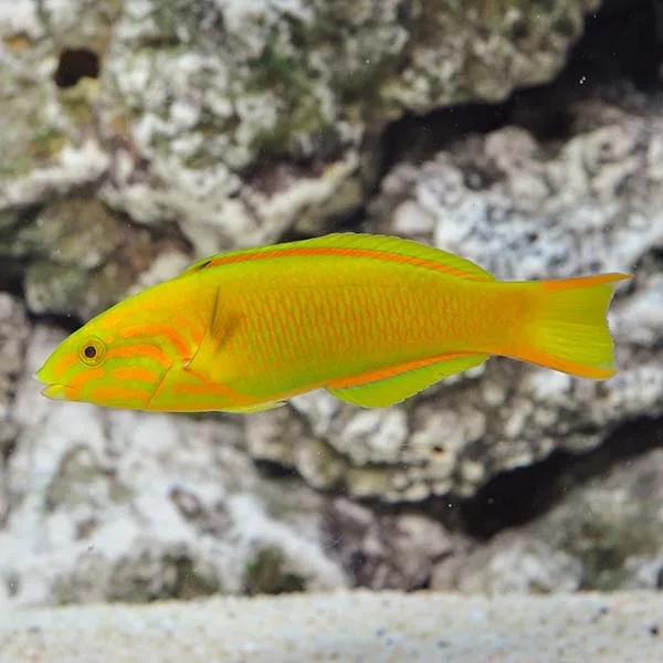 lg-82947_Banana Wrasse Male Cá mó chuối nước mặn - Yellow Wrasse (mó vàng) - hình 4