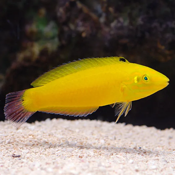 lg76385YellowWrasse Cá mó chuối nước mặn - Yellow Wrasse (mó vàng)