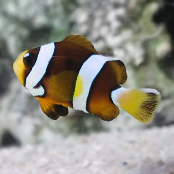 Cá Khoang Cổ - Pearl Eye Clarkii Clownfish, Captive-Bred