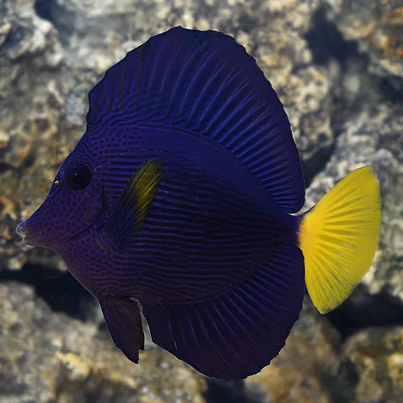 Cá Tang Tím - Purple Tang