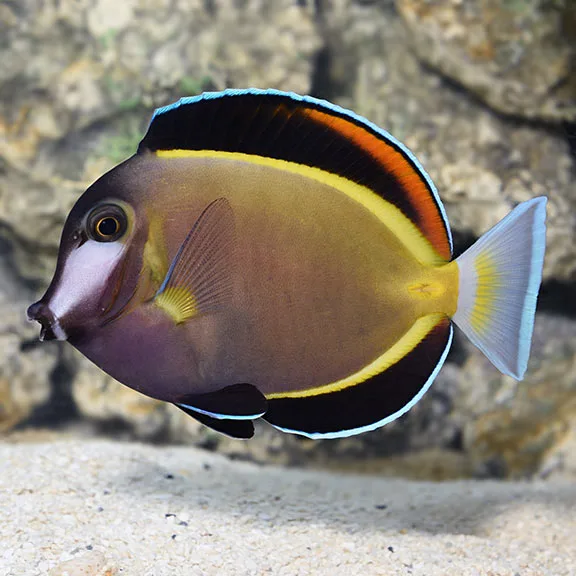 Cá nẻ điện - Powder Brown Tang
