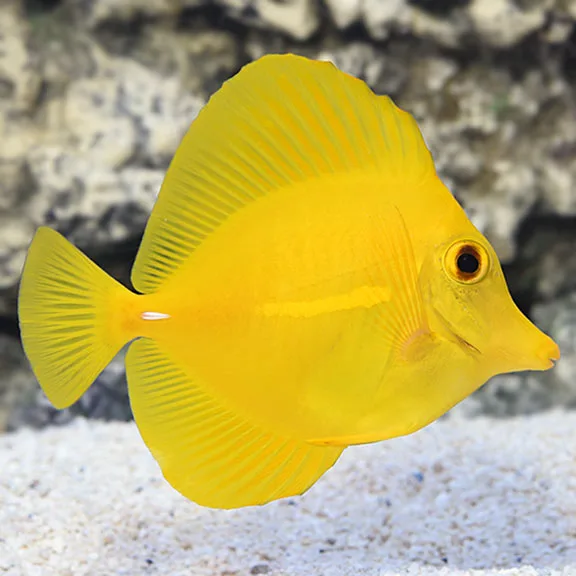 Cá tang vàng - Yellow Tang