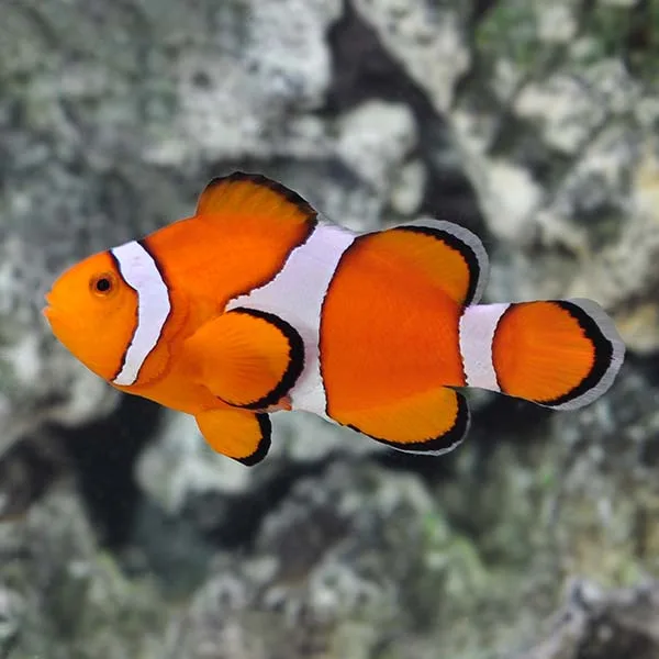 Cá Nemo cam - Ocellaris Clownfish, Captive-Bred