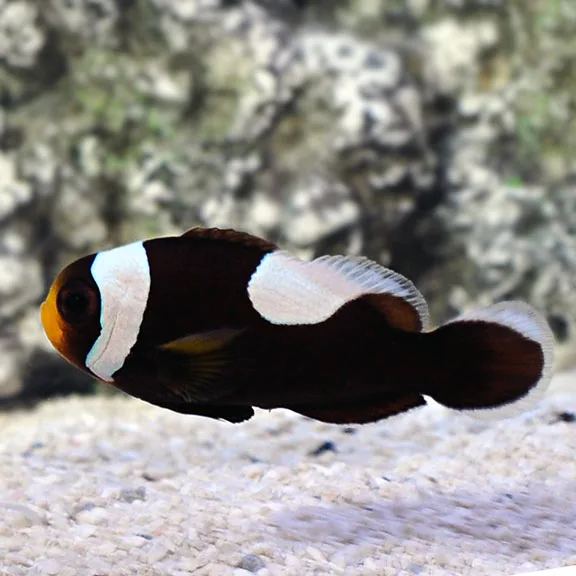 Cá Hề Ông Táo - Saddleback Clownfish, Captive-Bred