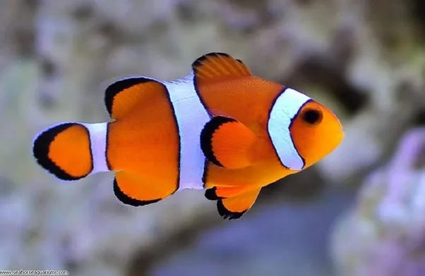 Cá Nemo cam - Ocellaris Clownfish, Captive-Bred - hình 2