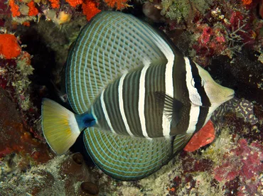 Cá Chim Dù - Sailfin Tang