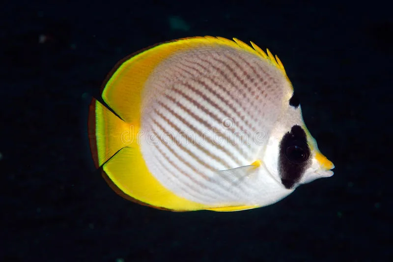 panda-butterflyfish-chaetodon-adiergastos-15441342 Cá đào gấu trúc - Panda Butterflyfish - hình 4