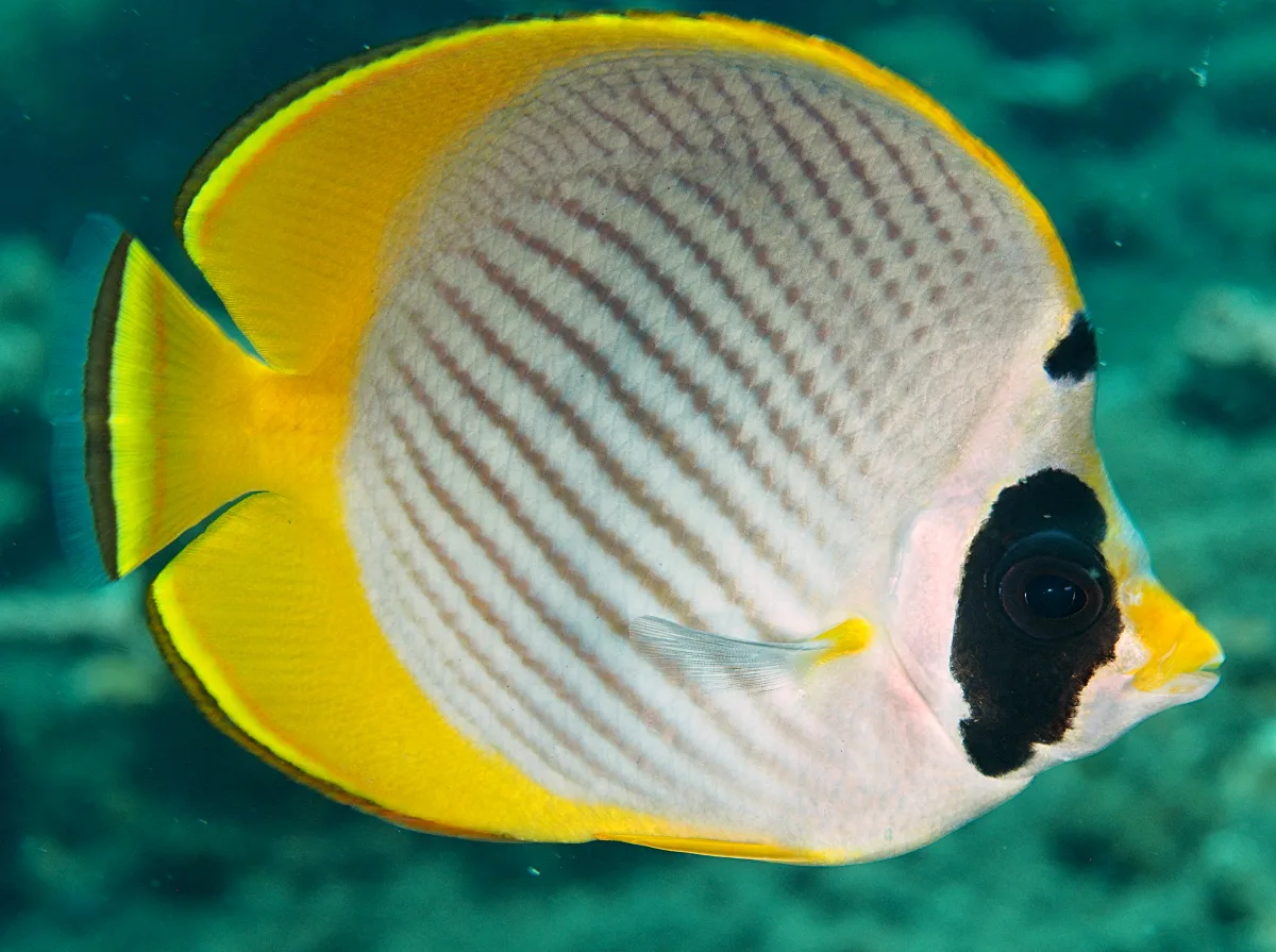 OLYMPUS DIGITAL CAMERA Cá đào gấu trúc - Panda Butterflyfish - hình 3