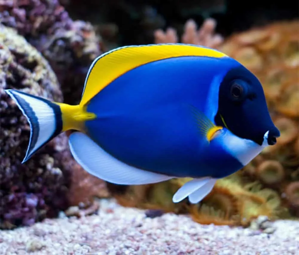 powder-blue-tang-lifespan-e1596920081467 Cá Nẻ Nhật - Powder Blue Tang