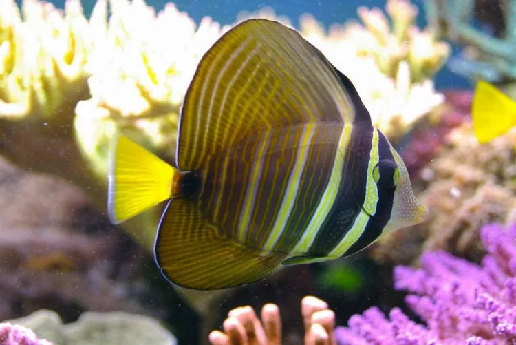 Cá Chim Dù - Sailfin Tang - hình 2