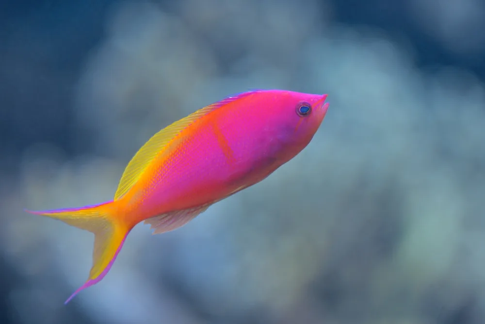 shutterstock_threadfin-anthias-23 Cá Thia Tím - Purple Anthias - hình 3