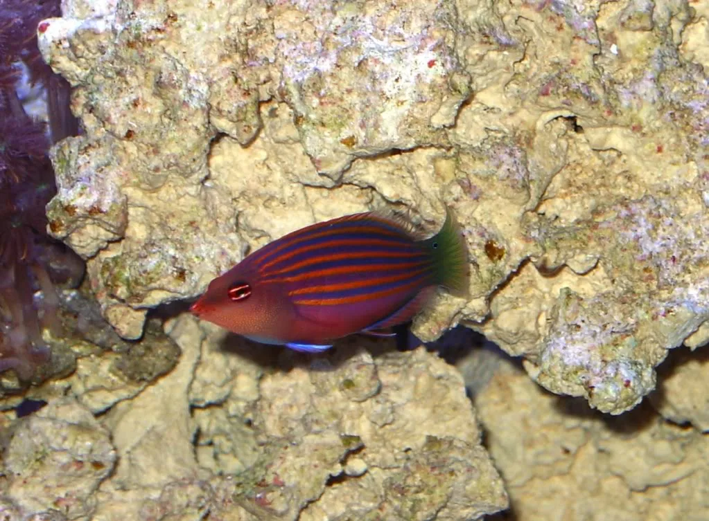 Cá Mó sáu vạch - Six Line Wrasse - hình 2