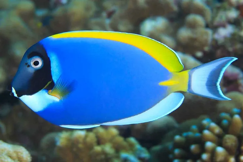 tane-sinclair-taylor_14b4689_acanthurus-leucosternon-800x533 Cá Nẻ Nhật - Powder Blue Tang - hình 2