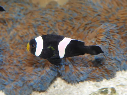 Cá Hề Ông Táo - Saddleback Clownfish, Captive-Bred - hình 3