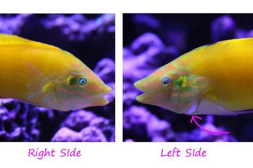 unnamed Cá mó chuối nước mặn - Yellow Wrasse (mó vàng) - hình 2