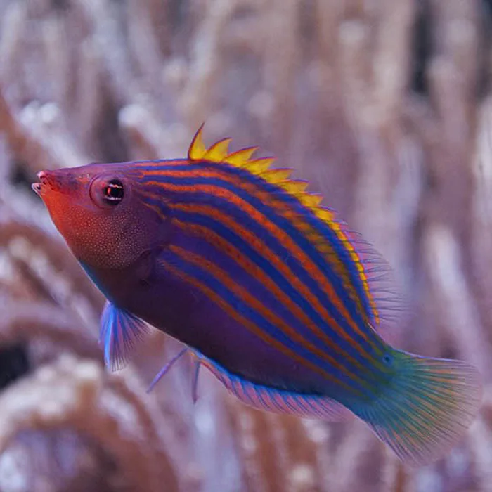 Cá Mó sáu vạch - Six Line Wrasse