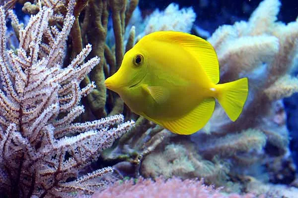 Cá tang vàng - Yellow Tang - hình 3