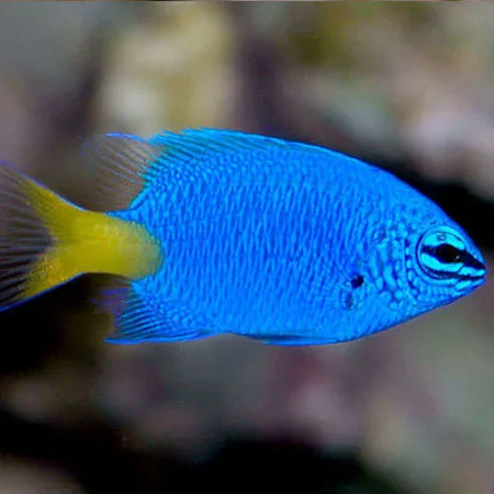 Cá Thia xanh đuôi vàng - Yellowtail Damselfish - hình 2