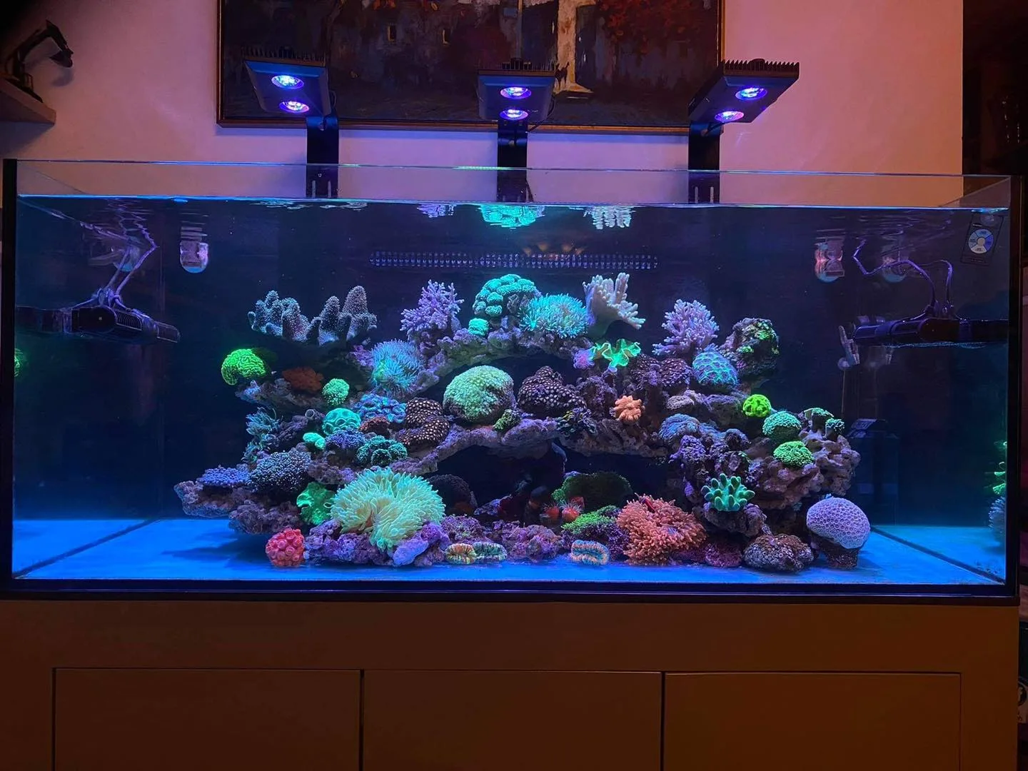 Setup bể cá biển 120x60x50 cho khách hàng Time City